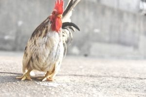 Wild chicken